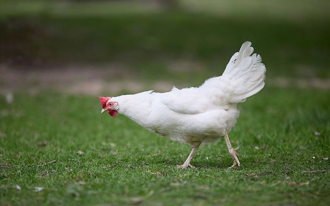 Organic chicken breasts, vacuum-sealed and farm-fresh